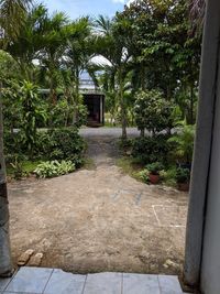 Footpath amidst plants and trees in yard