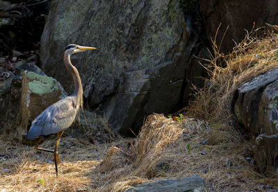 High angle view of gray heron perching on rock