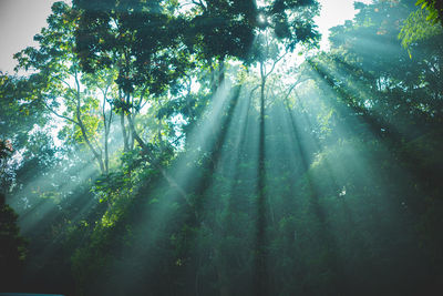 Low angle view of sunlight streaming through trees in forest