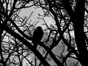 Low angle view of birds perching on branch