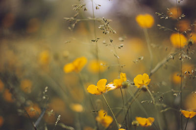 Close-up of yellow flowers growing on field