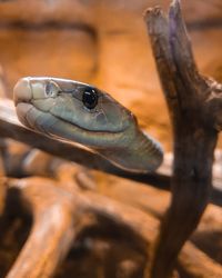Close-up of lizard on wood