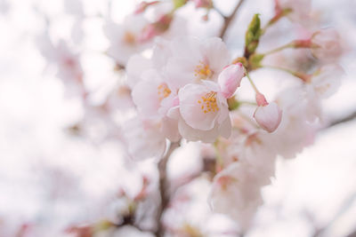 Close-up of cherry blossom