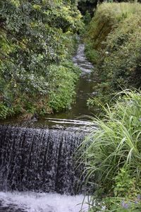 River flowing through forest