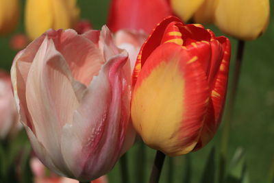 Close-up of pink tulips blooming in park