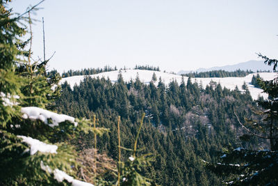 Trees on snow covered landscape against clear sky
