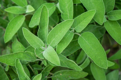 Full frame shot of green leaves