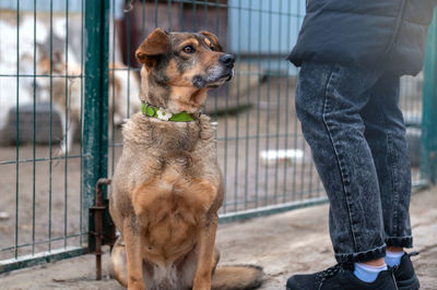 Dog waiting for adoption in animal shelter. homeless dog in the shelter. stray animals concept.