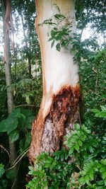 Close-up of tree trunk in forest