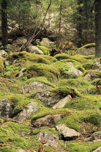 Trees in forest