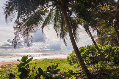 Palm trees on beach against sky