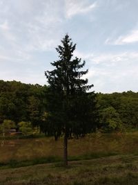 Trees on field against sky