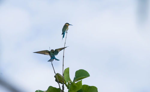 Low angle view of birds perching on tree