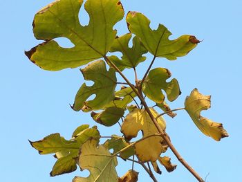 Low angle view of leaves against clear sky