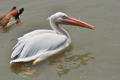 Duck swimming in lake