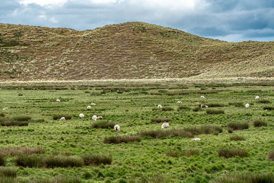 View of sheep on grassy field