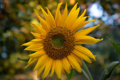 Close-up of sunflower