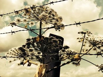 Low angle view of bare tree against cloudy sky