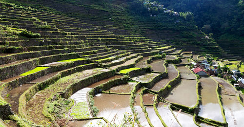 High angle view of agricultural field