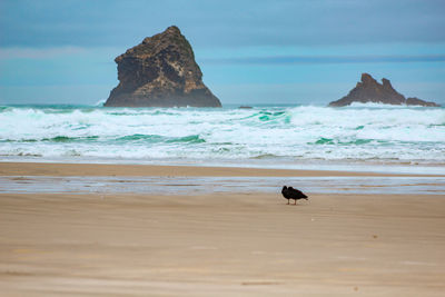 View of a dog on beach