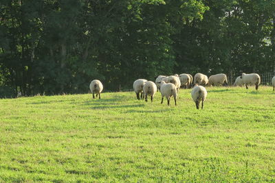 Sheep grazing in a field