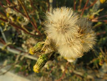 Close-up of dandelion