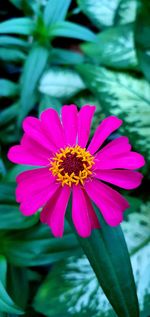 Close-up of pink flower