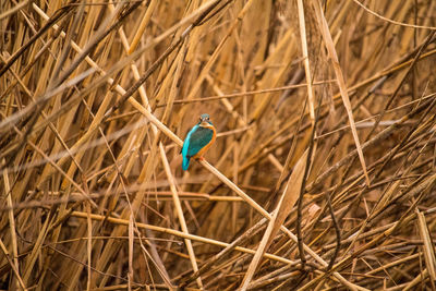 High angle view of a bird on ground