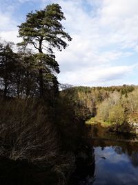 Low angle view of trees by lake against sky