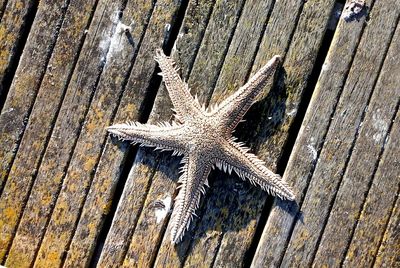 High angle view of lizard on wood