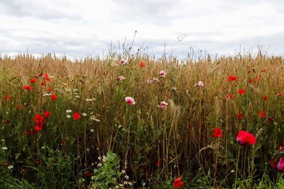 Beautiful red poppy flowers papaver rhoeas in a golden wheat field