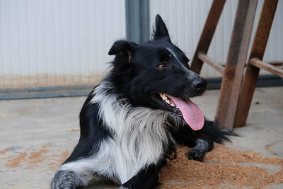 Black dog looking away
