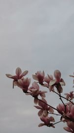 Low angle view of pink flowering plant against sky