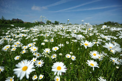 White daisies on a field