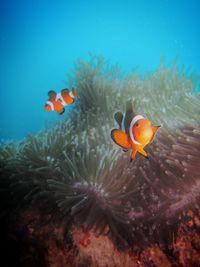 Close-up of fish swimming in sea