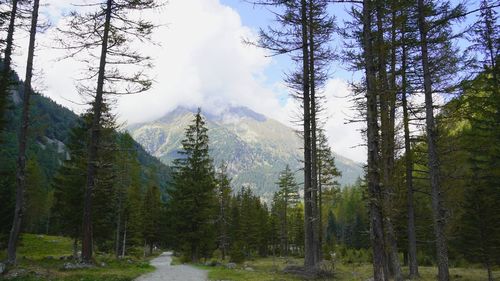 Panoramic view of pine trees in forest against sky