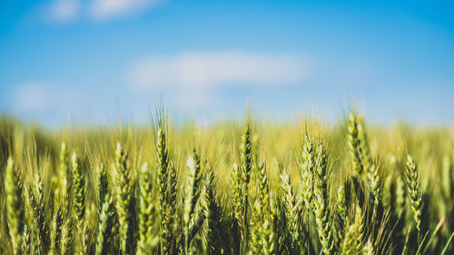 Close-up of crops growing on field against sky