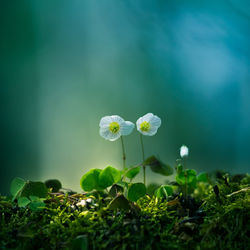 Beautiful wood sorrel flowers blooming on a forest ground. white oxalis flowers in spring. 