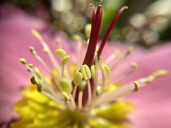 Close-up of flowering plant