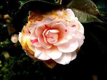 Close-up of pink rose