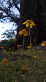 Close-up of yellow flowers blooming outdoors