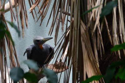 Close-up of bird perching on plant