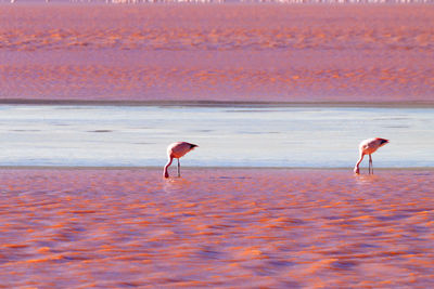 Flamingos hunting at beach