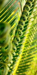 Close-up of fern leaves