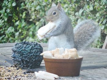Close-up of squirrel sitting on table