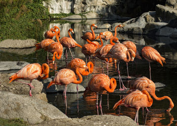 View of birds on rock by lake