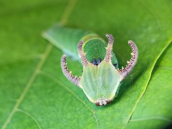 Close-up of insect on leaf
