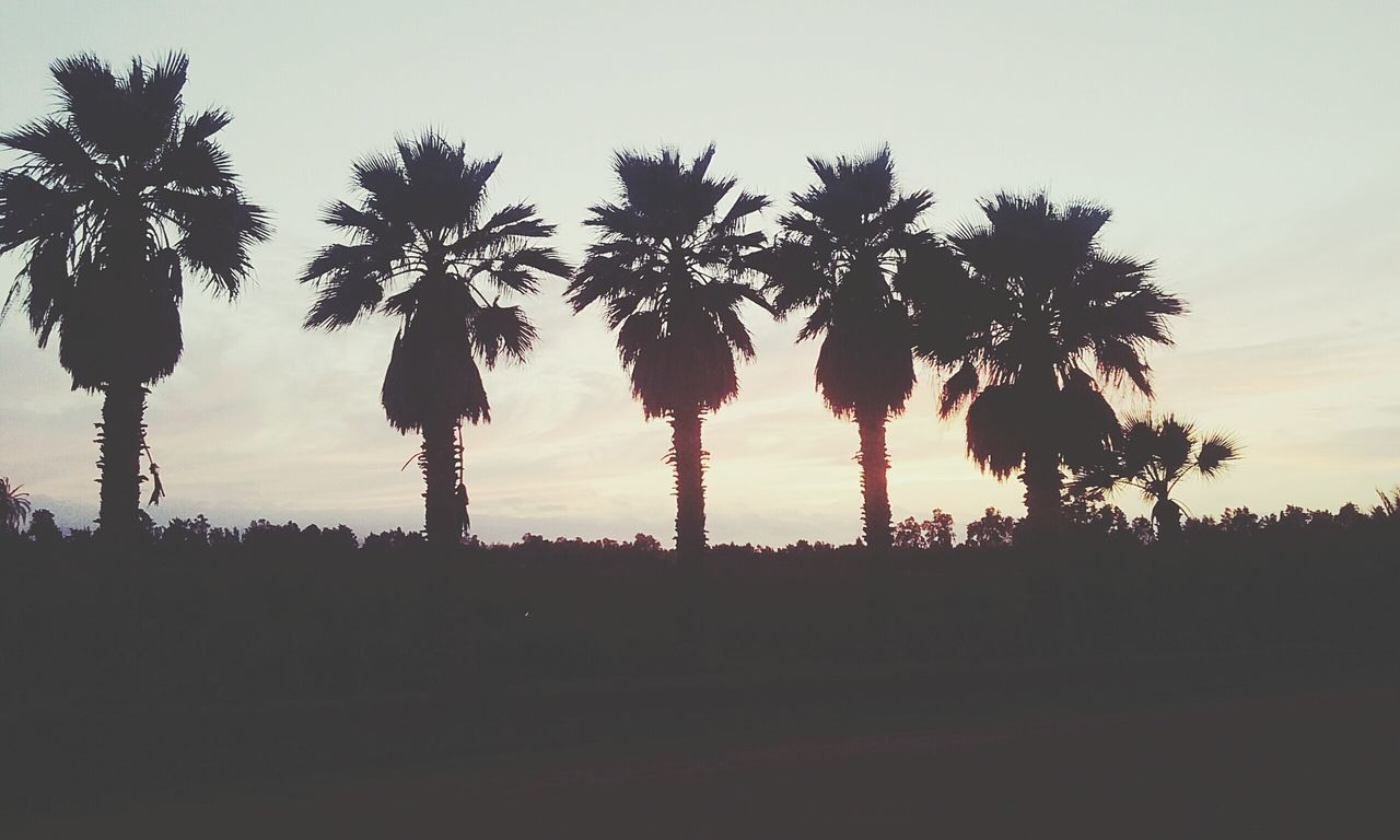 sunset, silhouette, no people, tree, growth, nature, sky, beauty in nature, low angle view, outdoors, scenics, day