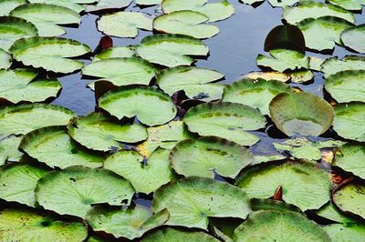 Full frame shot of water lily