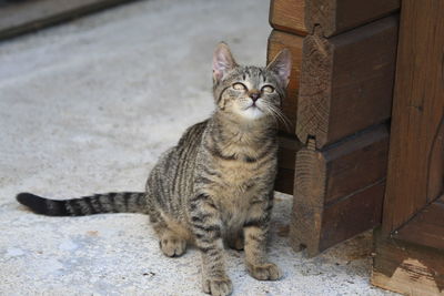 Portrait of cat sitting outdoors